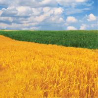 Wheat Straw , Wheat Hay , Animal Feed