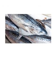 Fresh Frozen Bullet Tuna Whole Round