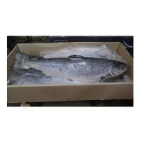 Buy Top Quality Frozen Salmon Fillets