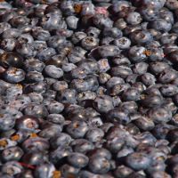 2024 Bulk IQF Frozen Fruit-Fresh