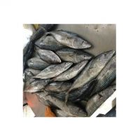 Low Price Tuna Whole Round 500g