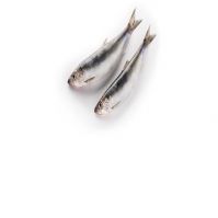 High Quality Hot Sale Bulk Price