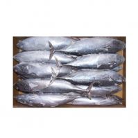 Tuna Sea Frozen Albacore Tuna Supplier