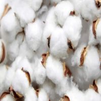 Raw Cotton Fibre Buyers - Wholesale Manufacturers