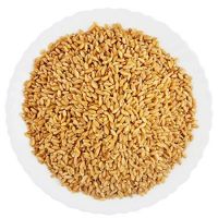 High Quality GMO Wheat Grain In