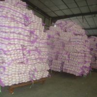 Fresh Garlic/Dehydrated Garlic/Black Garlic,Fried Garlic, From South Africa