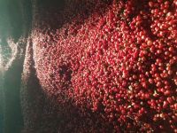 Pink peppercorns