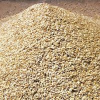Wheat Grain,Soft ,Milling Wheat, Durum Wheat From South Africa