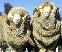 dorper and Texel Sheep