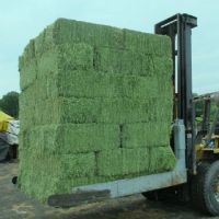 Animal Feed Alfalfa Meal, Alfalfa Hay From South Africa
