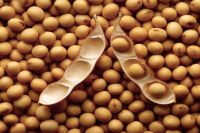 Soybean (Meal or Oil)