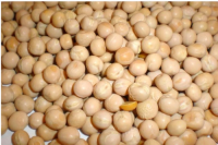 Yellow Pea