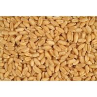 Wheat