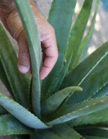 Aloevera,Organic ...