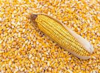 Yellow Corn, White Corn, Other Corn