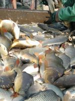 Live Carp Fish
