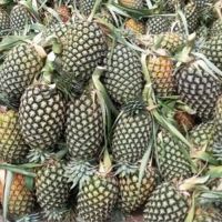 Fresh pineapples