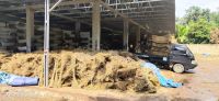 Palm Ekel Brooms