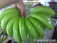 FRESH GREEN CAVENDISH BANANA From South Africa