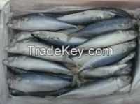 Dried and Frozen Horse Mackerel Fish/Frozen Squid/Salmon Fish/Frozen Fish From Others1