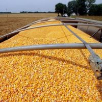 Yellow Corn