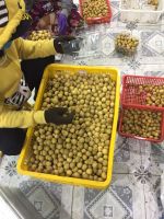 Vietnam fresh Longan