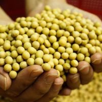 Bulk soybeans for export