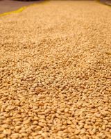 Top Quality Organic Wheat Grain