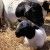Dorper Sheep