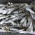 Frozen Sardine Pilchards Fish