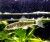 Spa Fish For Sale
