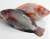 Tilapia Frozen Black and Red Tilapia Fish,frozen fish fillet red