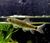 Spa Fish For Sale