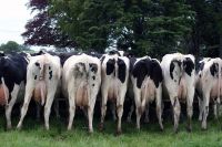 Live Dairy Cows / Pregnant Holstein Heifers/Boer Goats From UK