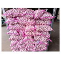 FRESH ORGANIC GARLIC