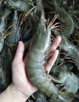 Frozen Black Tiger Shrimp