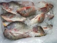 Tilapia Frozen Black and Red Tilapia Fish, frozen fish fillet red