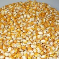 Yellow corn for animal feed