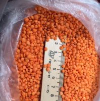 Red Lentils For Export and Wholesale