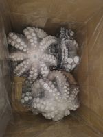 Frozen Octopus