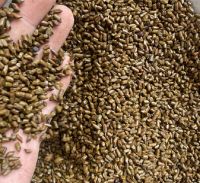 Cassia Seeds, Bulk Supply for Herbal Tea and Health Products