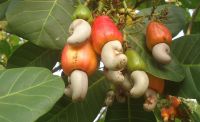 Cashew Nut Raw