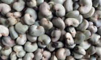 Cashew Nut Raw