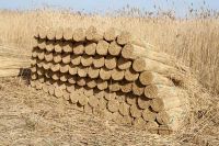 Water Reed