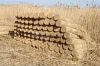 High Quality Water Reed