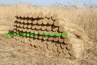 Water Reed For Roof