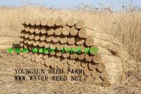 water reed bundle