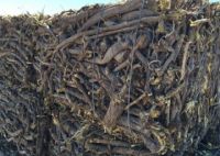 Licorice root extracts