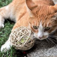 Rattan Ball Toy For Cat From Vietnam