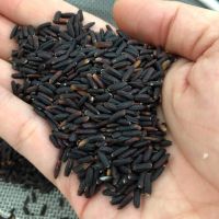 Black Rice